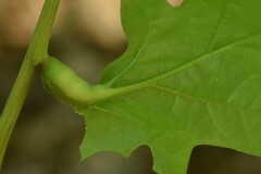 Melikaiella tumifica