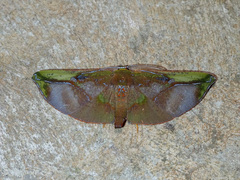 Omiza lycoraria