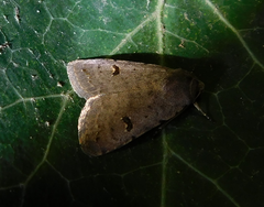 Caradrina kadenii