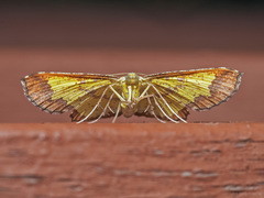 Corymica latimarginata