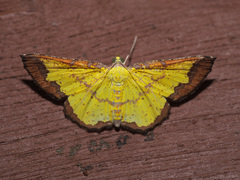 Corymica latimarginata
