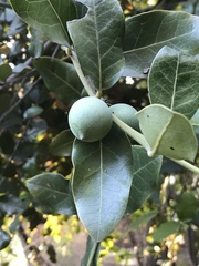 Beilschmiedia berteroana