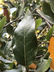 Beilschmiedia berteroana