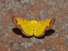 Corymica latimarginata