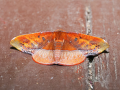 Fascellina clausaria