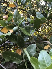 Beilschmiedia berteroana