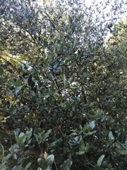 Beilschmiedia berteroana