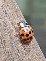 Harmonia axyridis