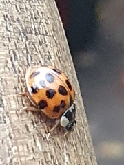 Harmonia axyridis