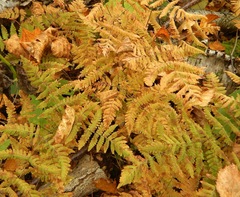 Gymnocarpium dryopteris