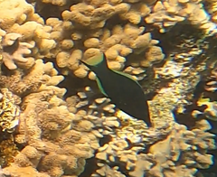 Gomphosus klunzingeri