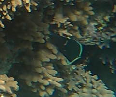 Gomphosus klunzingeri