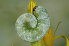 Tenthredo rubricoxis