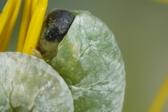 Tenthredo rubricoxis