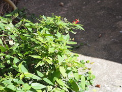 Rivina humilis
