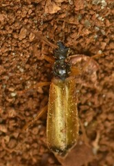 Rhagonycha lignosa