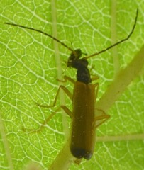 Rhagonycha lignosa