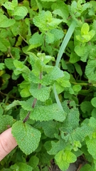 Mentha suaveolens