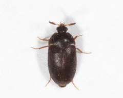 Attagenus unicolor