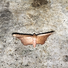 Thyrididae