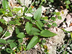 Paederia foetida