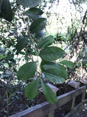 Ilex ficoidea