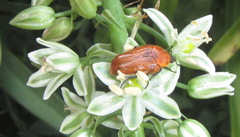 Leucocelis rubra