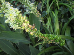 Apis mellifera scutellata