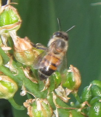 Apis mellifera scutellata