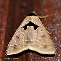 Anoba trigonoides