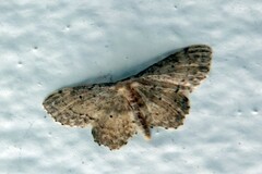 Idaea consolidata