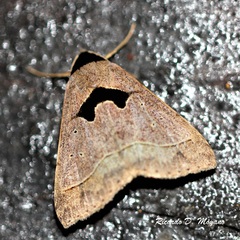Anoba trigonoides