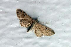 Eupithecia ultimaria