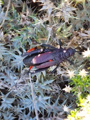 Pyrgomorphidae
