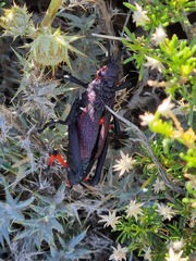 Pyrgomorphidae