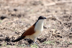 Centropus senegalensis