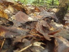 Collybiopsis quercophila