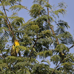 Ploceus cucullatus spilonotus