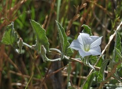 Convolvulus hermanniae