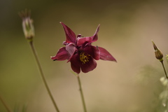 Aquilegia atrovinosa