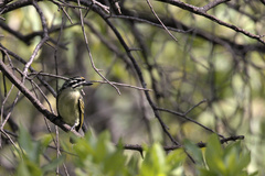 Pogoniulus chrysoconus