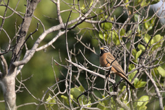 Emberiza tahapisi