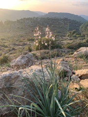 Asphodelus ramosus