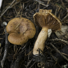 Lactarius rubidus