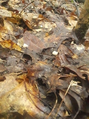 Collybiopsis quercophila