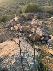 Asphodelus ramosus
