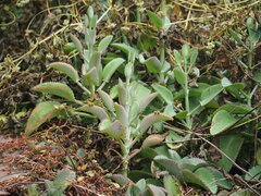 Kalanchoe laetivirens