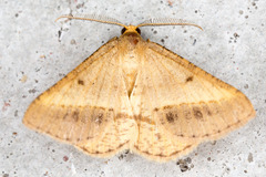 Isturgia arenacearia