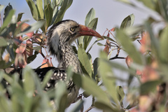 Tockus rufirostris