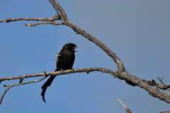 Lanius melanoleucus